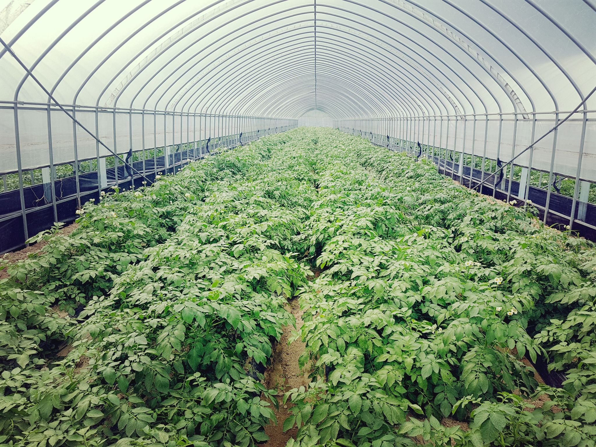 감자케기체험 03