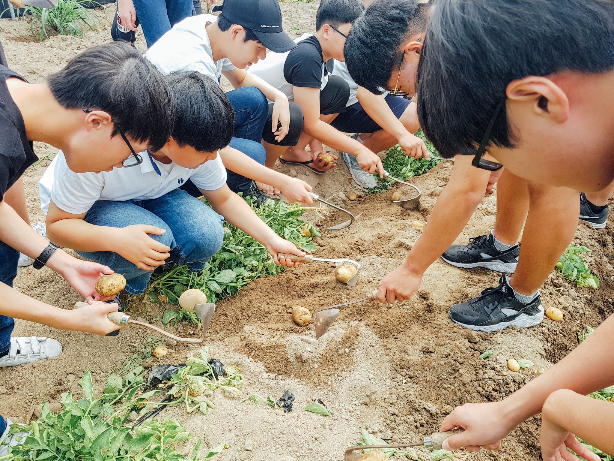 감자케기체험 10