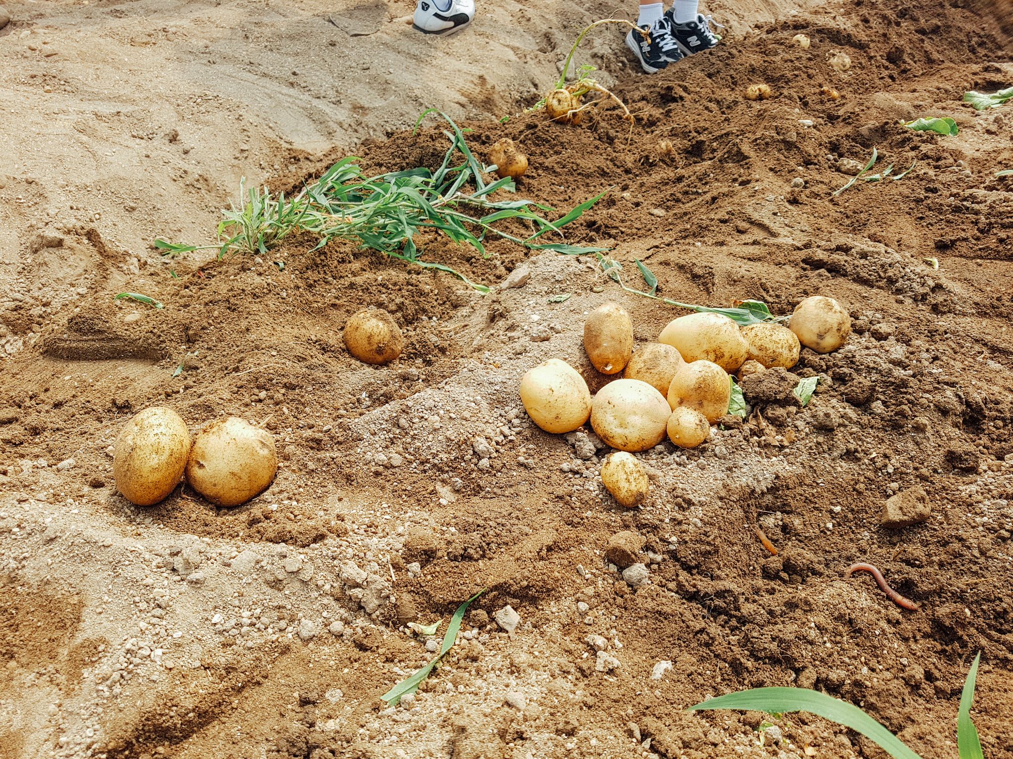 감자케기체험 15