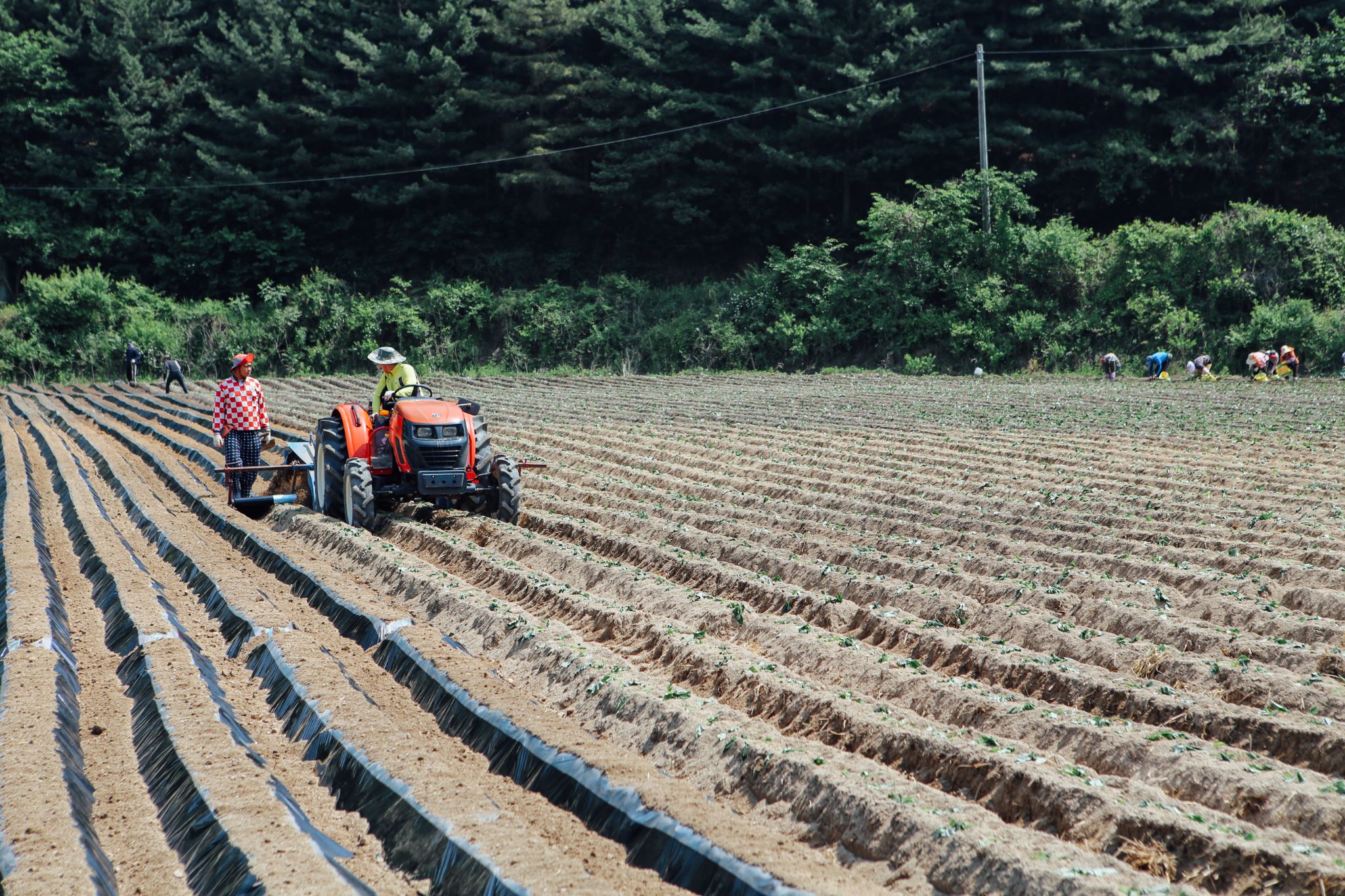 고구마 체험 02