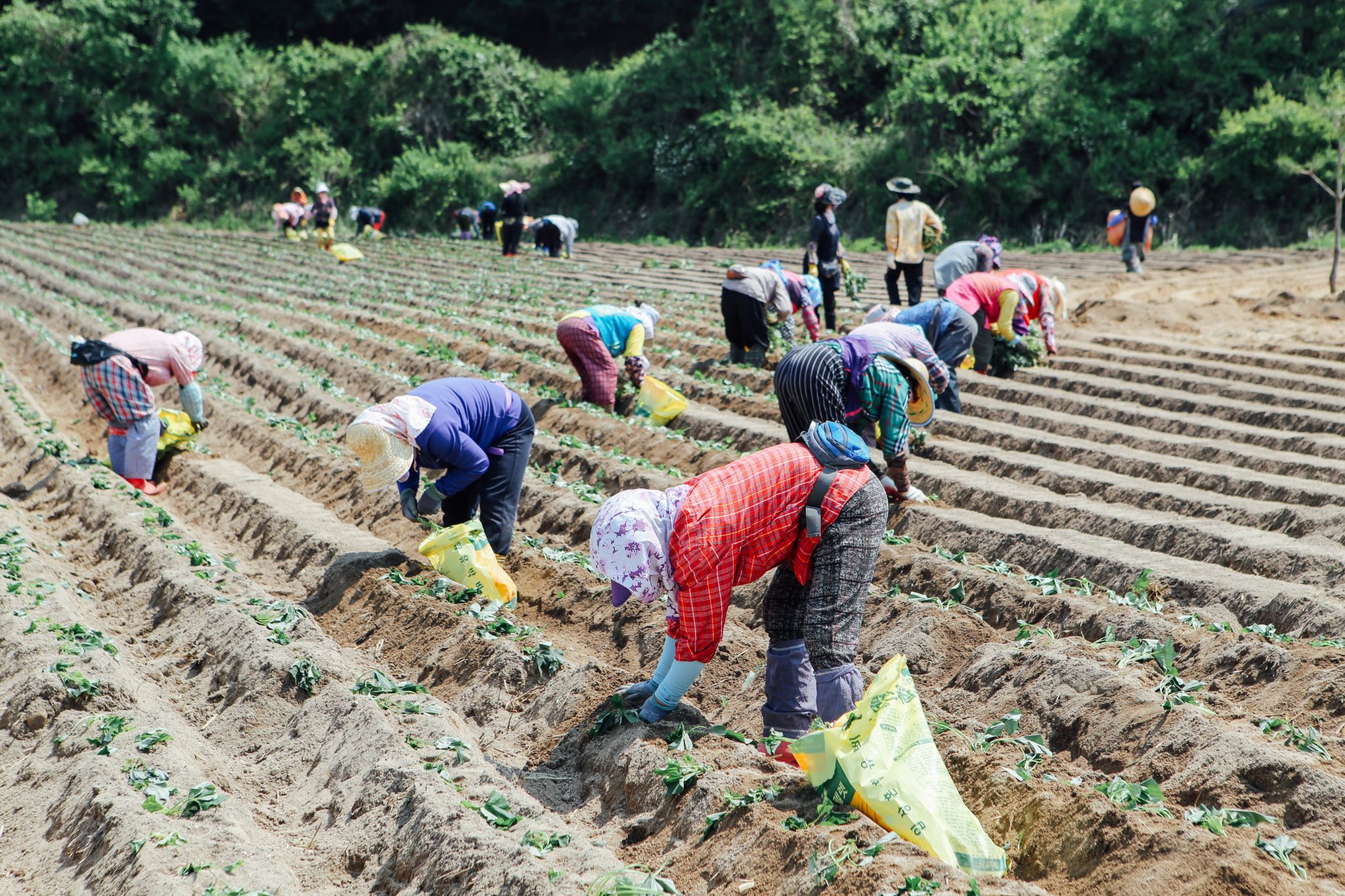 고구마 체험 05