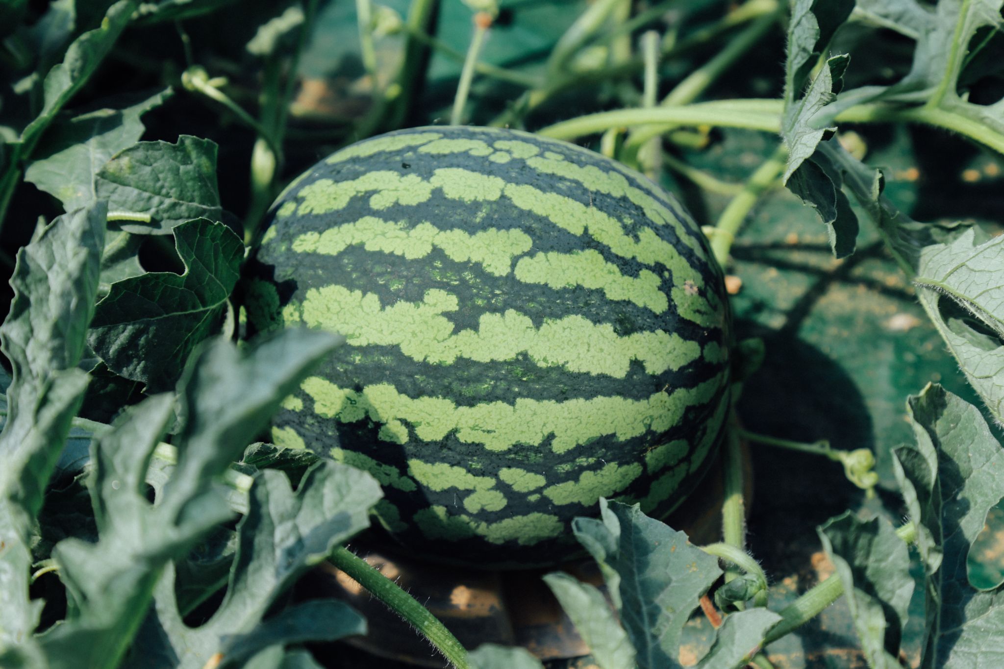 수박체험 03