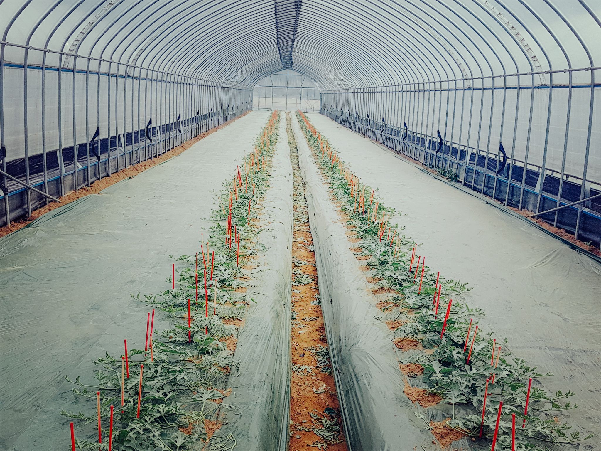 수박체험 20