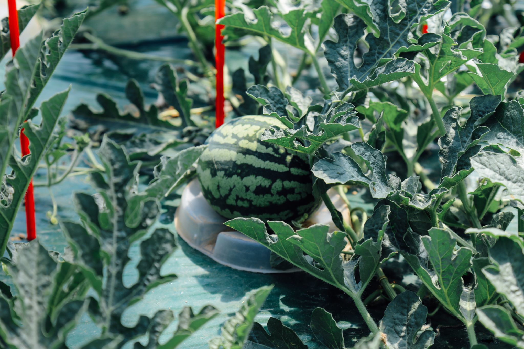 수박체험 27