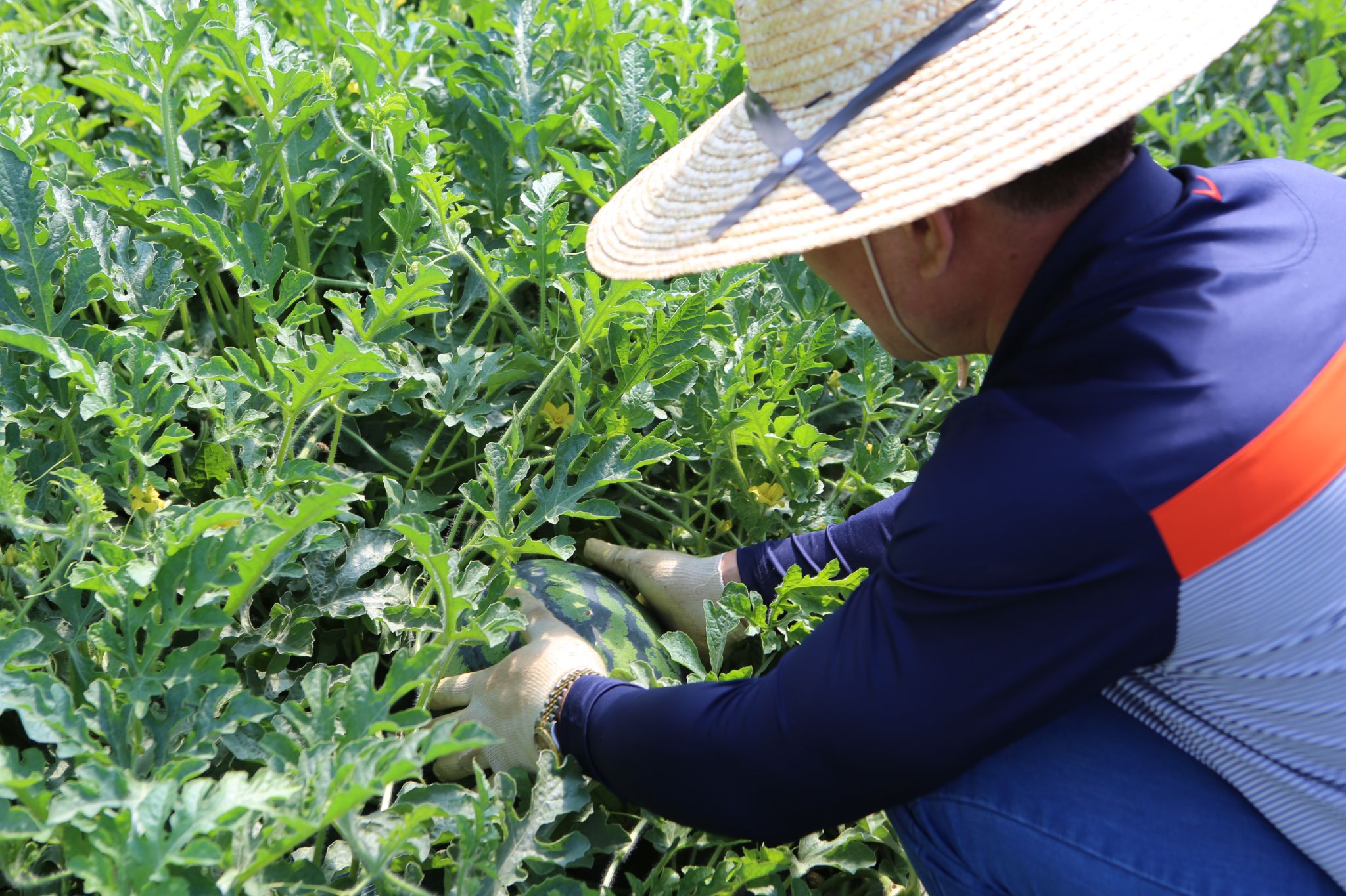 수박체험 35